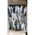 Nuevo Mar de llegada de pescado congelado de sardina